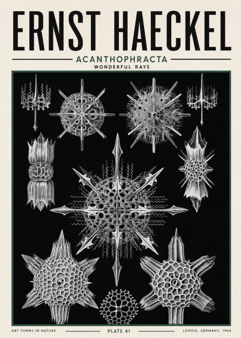 Ernst Haeckel Acanthophracta - Wonderful Rays No5 - Plakát
