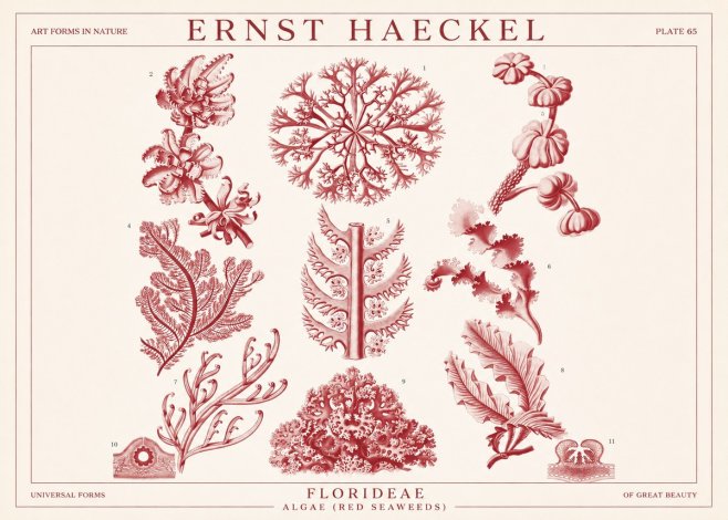 Ernst Haeckel Florideae (Red Seaweeds) No1 - Plakát