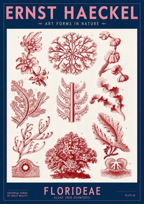 Ernst Haeckel Florideae (Red Seaweeds) No2 - Plakát