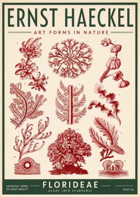 Ernst Haeckel Florideae (Red Seaweeds) No3 - Plakát