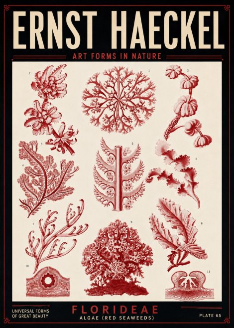 Ernst Haeckel Florideae (Red Seaweeds) No5 - Plakát