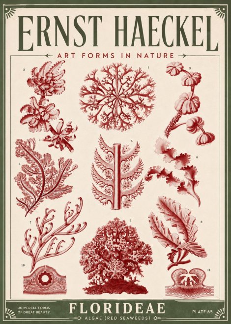 Ernst Haeckel Florideae (Red Seaweeds) No6 - Plakát