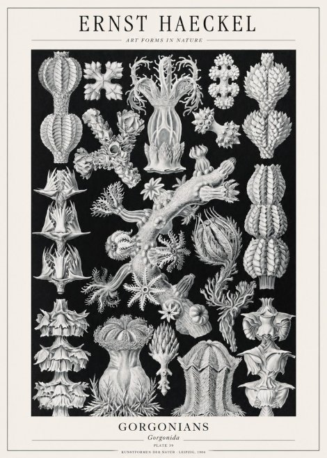 Ernst Haeckel Gorgonians No1 - Plakát