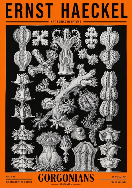 Ernst Haeckel Gorgonians No2 - Plakát