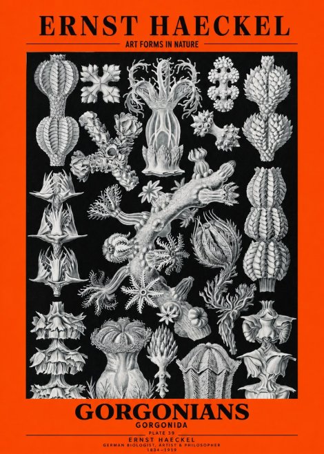 Ernst Haeckel Gorgonians No3 - Plakát
