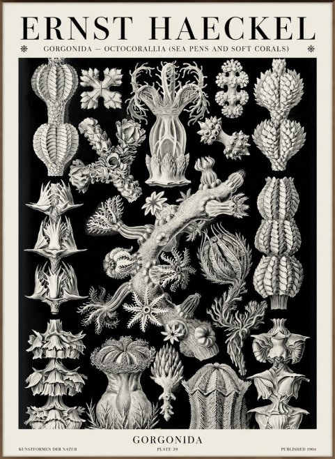 Ernst Haeckel Gorgonians No6 - Plakát