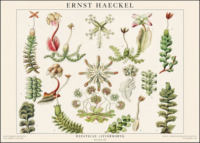 Ernst Haeckel Hepaticae (Liverworts) - Plate 82 No1 - Plakát
