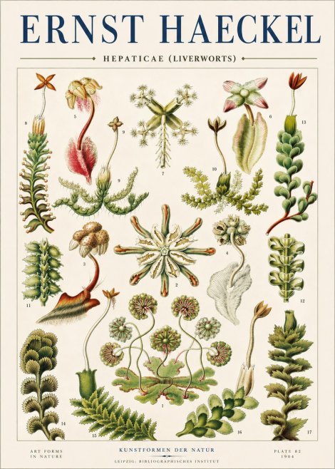 Ernst Haeckel Hepaticae (Liverworts) - Plate 82 No4 - Plakát