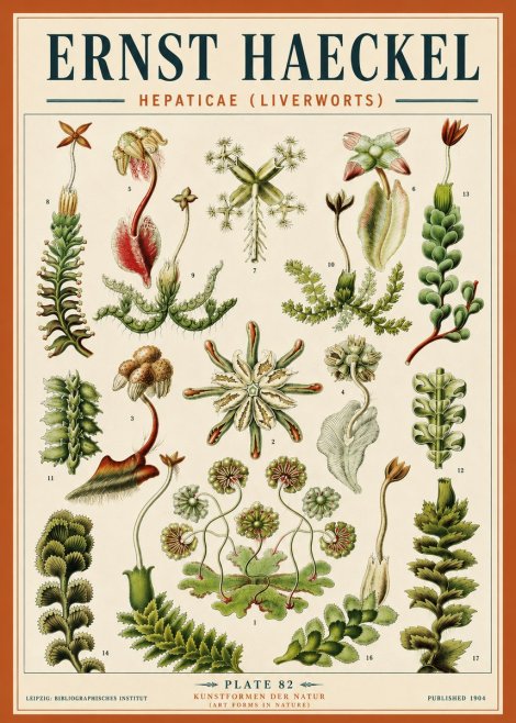 Ernst Haeckel Hepaticae (Liverworts) - Plate 82 No5 - Plakát