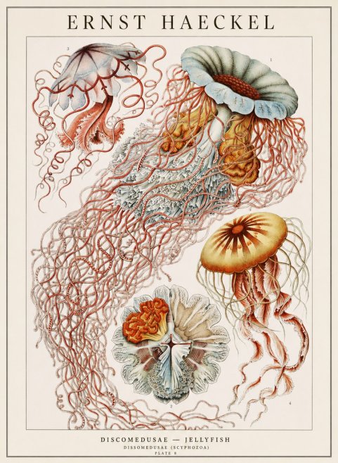 Ernst Haeckel Discomedusae — Jellyfish No1 - Plakát