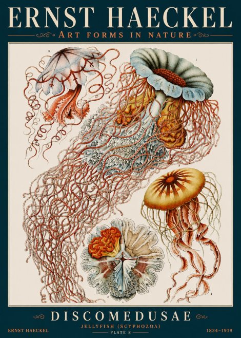 Ernst Haeckel Discomedusae — Jellyfish No4 - Plakát
