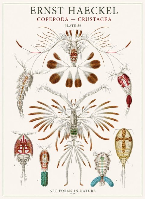 Ernst Haeckel Copepoda — Crustacea Plate 56 No1 - Plakát