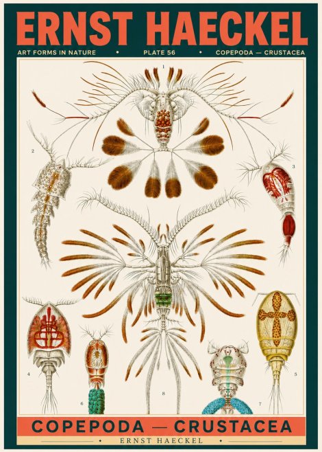 Ernst Haeckel Copepoda — Crustacea Plate 56 No2 - Plakát