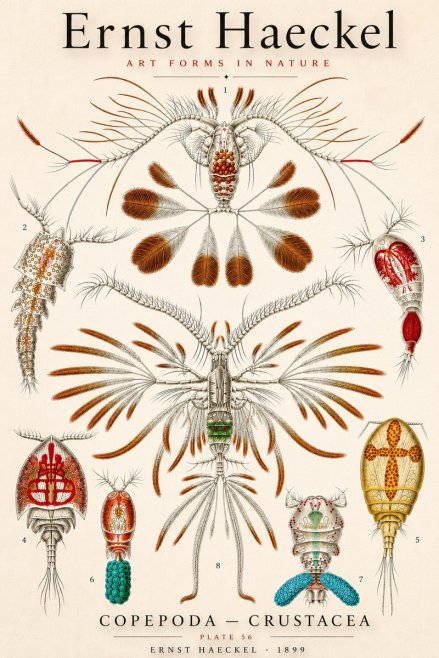 Ernst Haeckel Copepoda — Crustacea Plate 56 No3 - Plakát