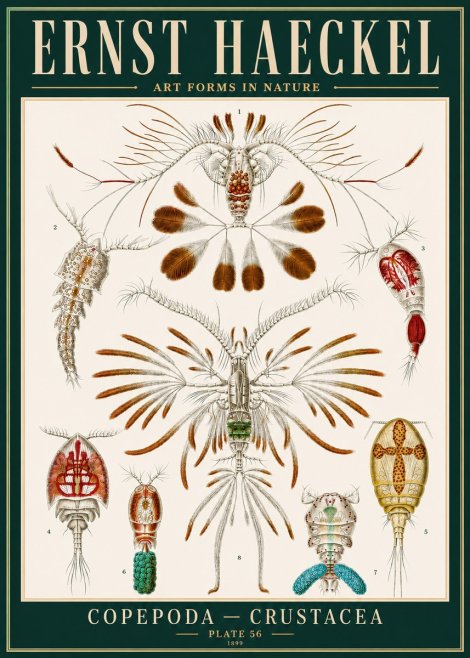 Ernst Haeckel Copepoda — Crustacea Plate 56 No4 - Plakát