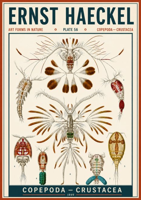 Ernst Haeckel Copepoda — Crustacea Plate 56 No6 - Plakát