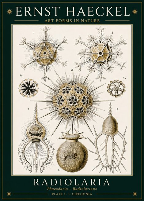Ernst Haeckel Radiolaria - Plate 1 - Ciregonia No3 - Plakát