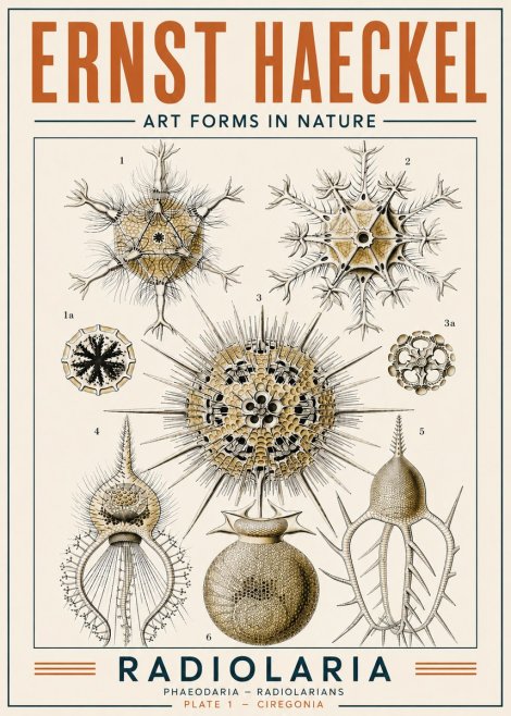 Ernst Haeckel Radiolaria - Plate 1 - Ciregonia No4 - Plakát