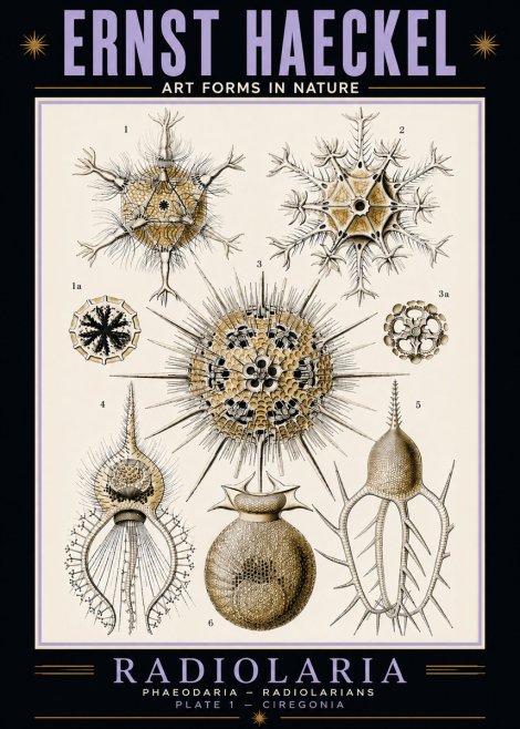Ernst Haeckel Radiolaria - Plate 1 - Ciregonia No5 - Plakát