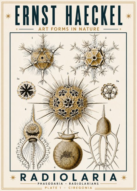 Ernst Haeckel Radiolaria - Plate 1 - Ciregonia No6 - Plakát