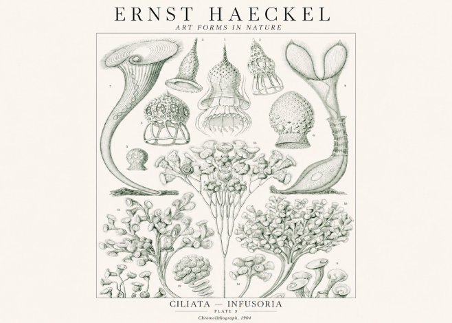 Ernst Haeckel Ciliata - Infusoria - Plate 3 No1 - Plakát
