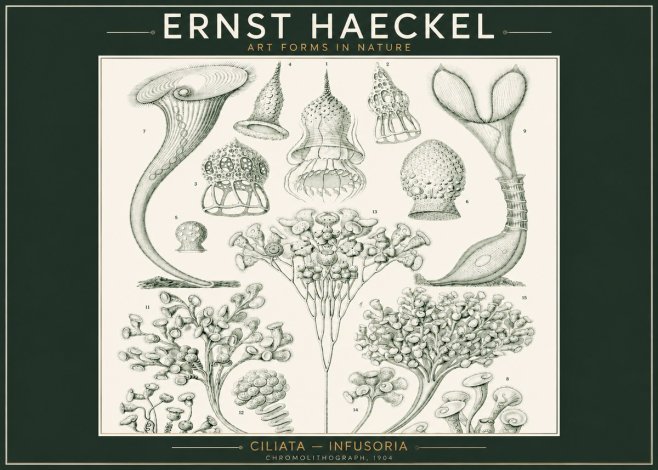 Ernst Haeckel Ciliata - Infusoria - Plate 3 No2 - Plakát