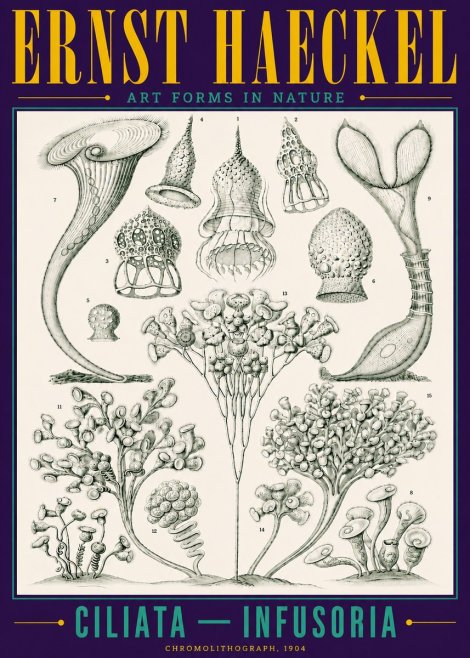 Ernst Haeckel Ciliata - Infusoria - Plate 3 No4 - Plakát