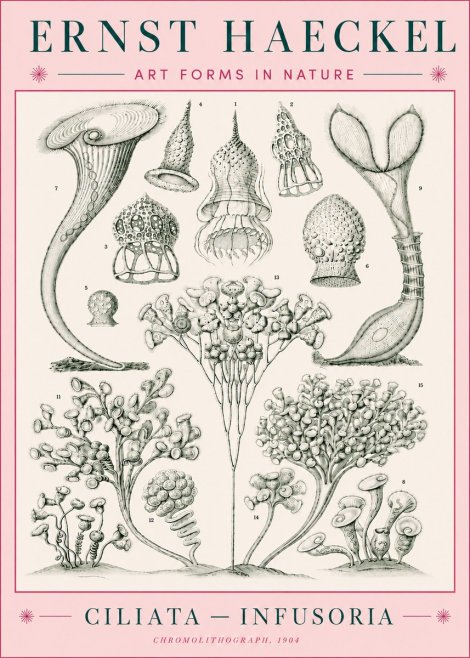 Ernst Haeckel Ciliata - Infusoria - Plate 3 No5 - Plakát