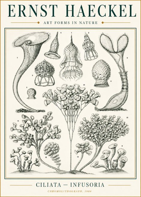 Ernst Haeckel Ciliata - Infusoria - Plate 3 No6 - Plakát