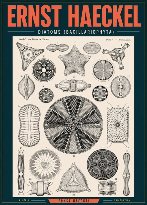 Ernst Haeckel Diatoms (Bacillariophyta) Plate 4 – Triceratium No2 - Plakát