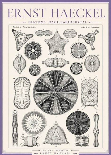 Ernst Haeckel Diatoms (Bacillariophyta) Plate 4 – Triceratium No3 - Plakát