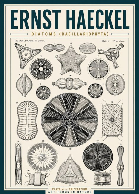Ernst Haeckel Diatoms (Bacillariophyta) Plate 4 – Triceratium No5 - Plakát