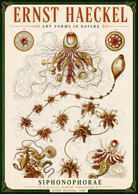 Ernst Haeckel Siphonophorae No5 - Plakát