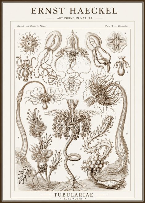 Ernst Haeckel Tubulariae No1 - Plakát
