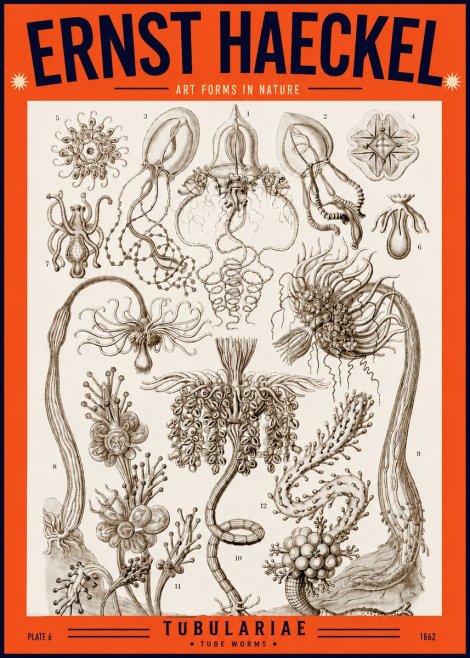 Ernst Haeckel Tubulariae No2 - Plakát