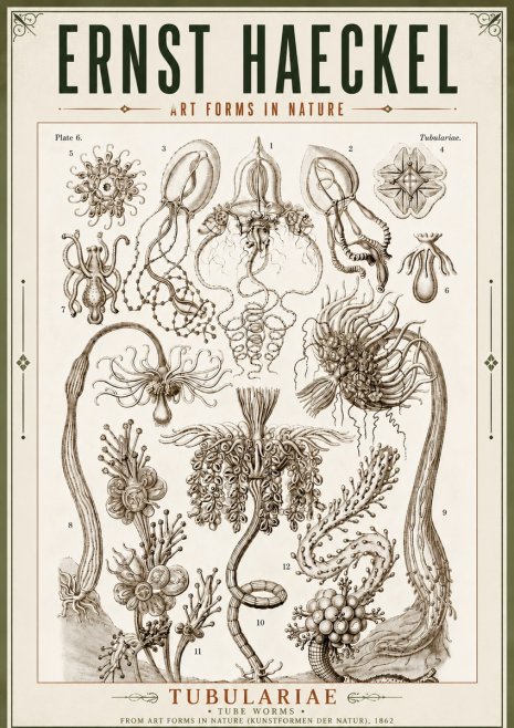Ernst Haeckel Tubulariae No5 - Plakát