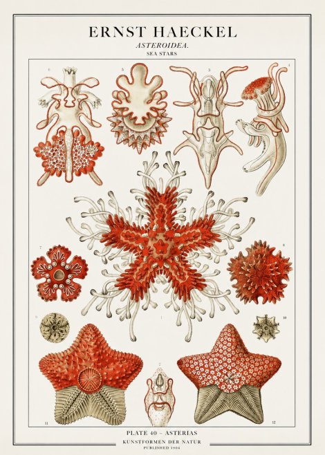 Ernst Haeckel Asteroidea. Sea Stars No1 - Plakát