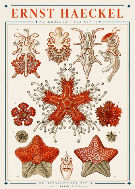 Ernst Haeckel Asteroidea. Sea Stars No3 - Plakát