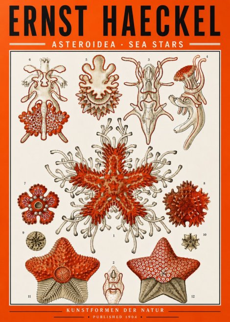Ernst Haeckel Asteroidea. Sea Stars No5 - Plakát