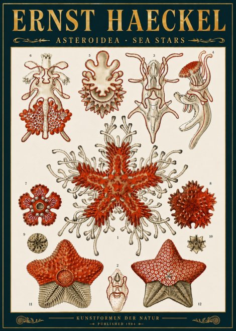 Ernst Haeckel Asteroidea. Sea Stars No6 - Plakát