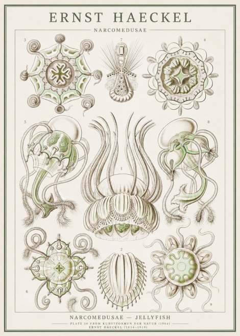 Ernst Haeckel Narcomedusae - Jellyfish No1 - Plakát