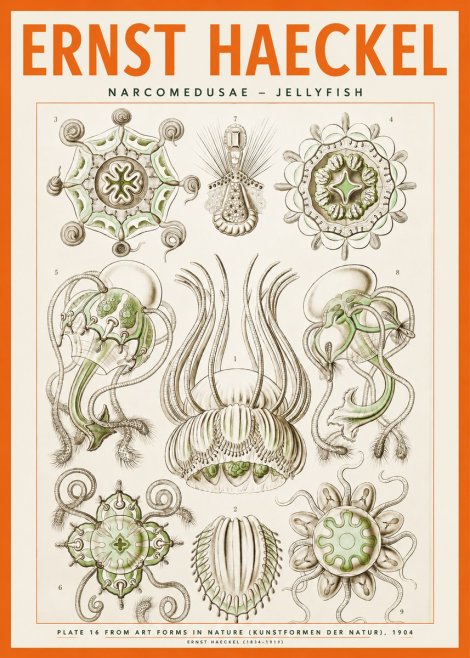 Ernst Haeckel Narcomedusae - Jellyfish No2 - Plakát