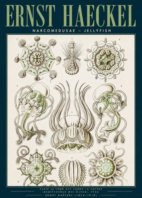 Ernst Haeckel Narcomedusae - Jellyfish No3 - Plakát