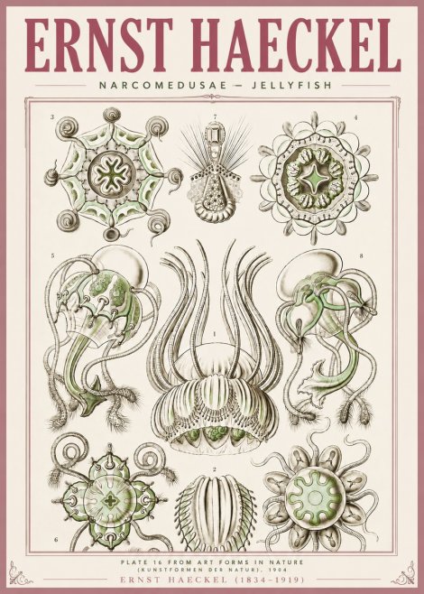 Ernst Haeckel Narcomedusae - Jellyfish No4 - Plakát
