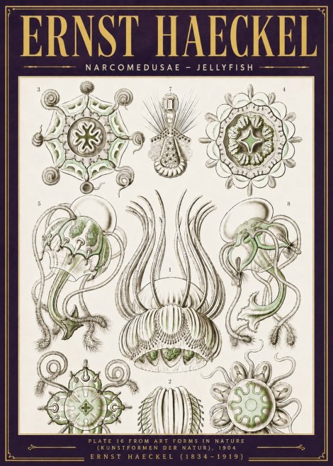 Ernst Haeckel Narcomedusae - Jellyfish No6 - Plakát