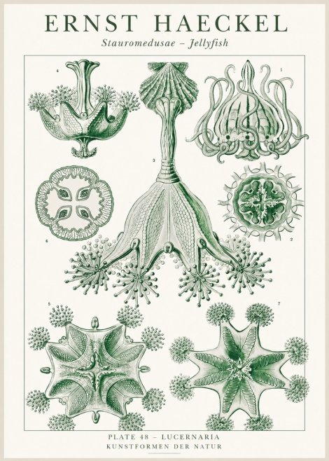 Ernst Haeckel Stauromedusae – Jellyfish No1 - Plakát