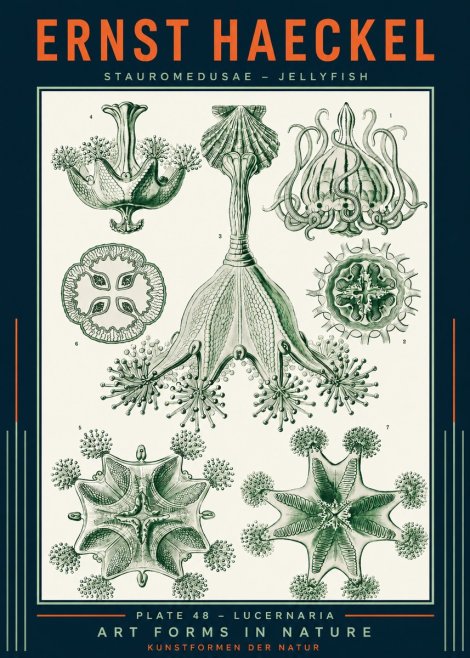 Ernst Haeckel Stauromedusae – Jellyfish No2 - Plakát