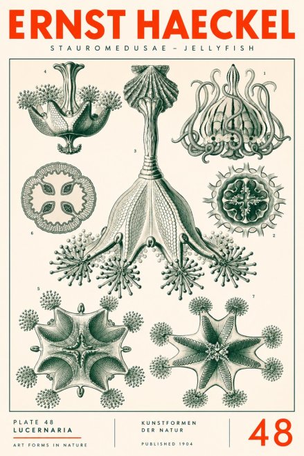 Ernst Haeckel Stauromedusae – Jellyfish No3 - Plakát