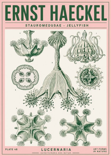 Ernst Haeckel Stauromedusae – Jellyfish No4 - Plakát