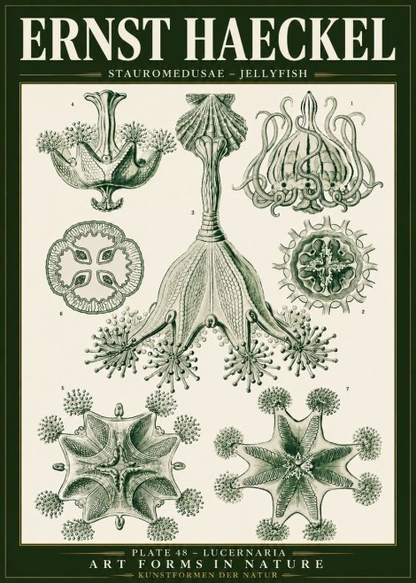 Ernst Haeckel Stauromedusae – Jellyfish No5 - Plakát